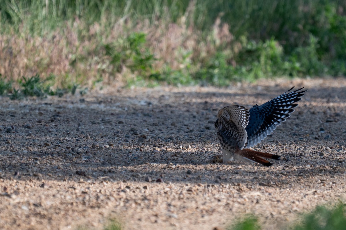 American Kestrel - ML620328856