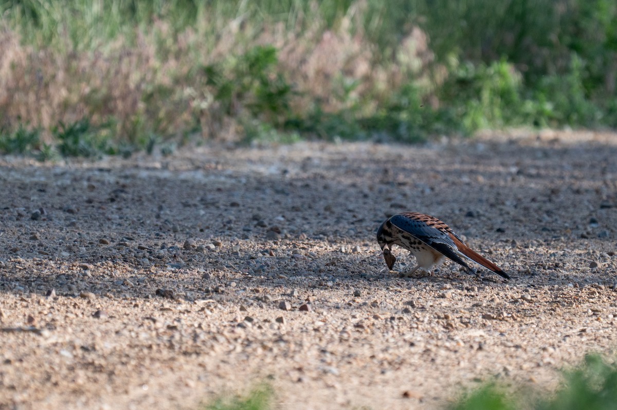 American Kestrel - ML620328857