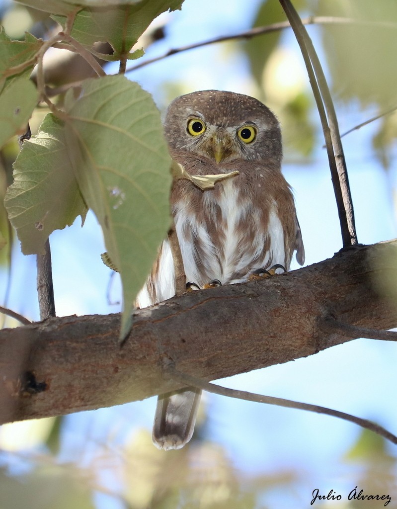 Colima Pygmy-Owl - ML620328861