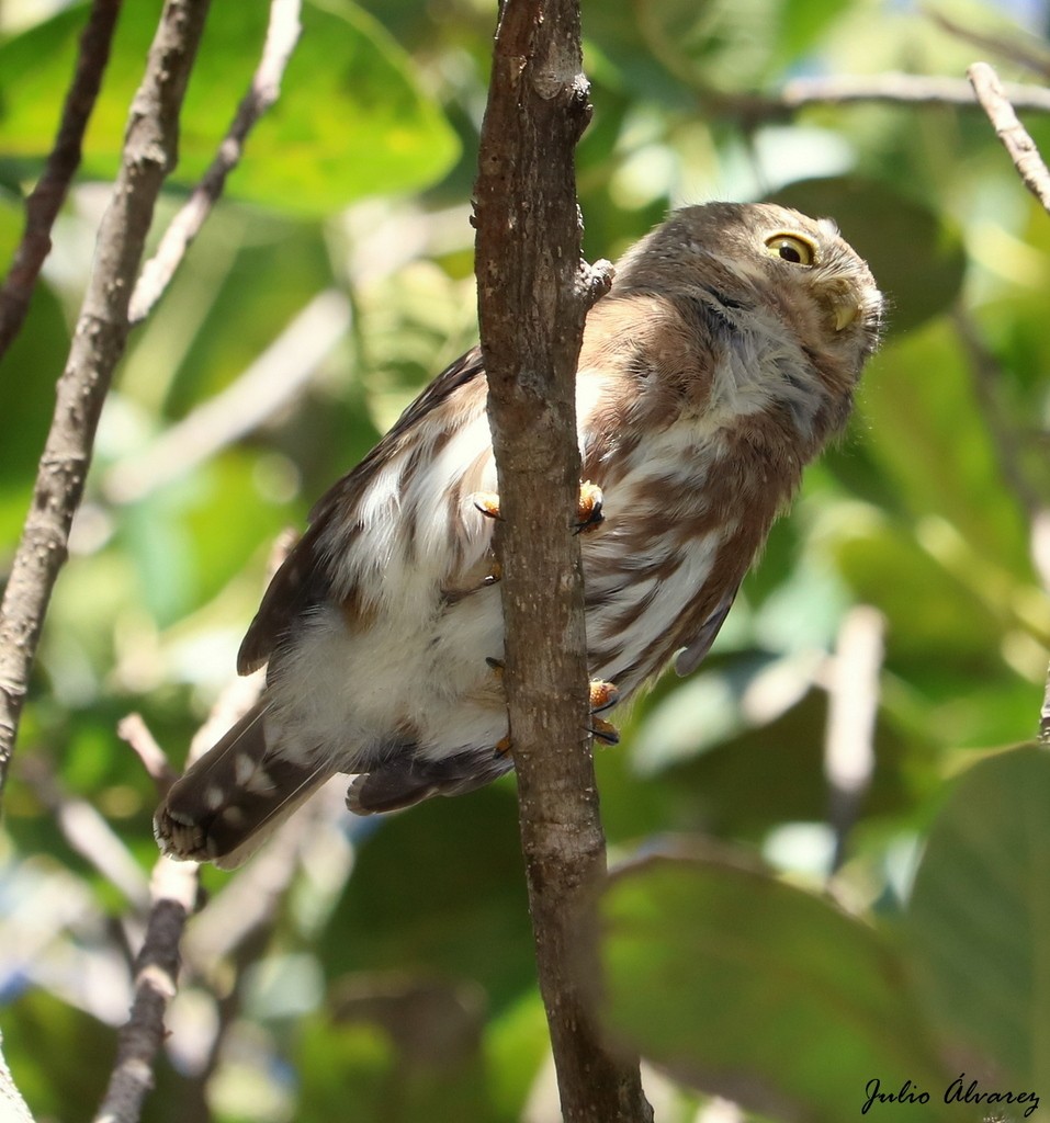 Colima Pygmy-Owl - ML620328862