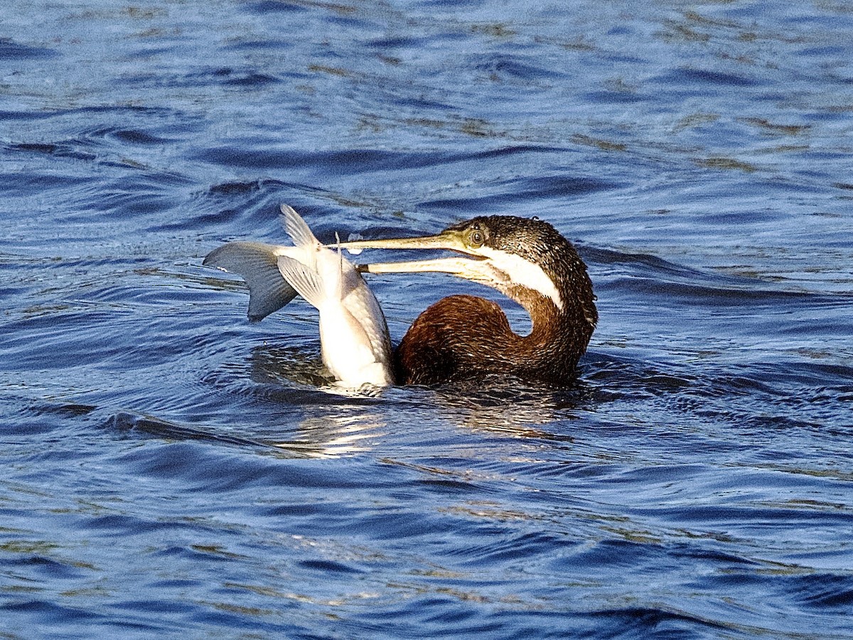 anhinga australská - ML620328868