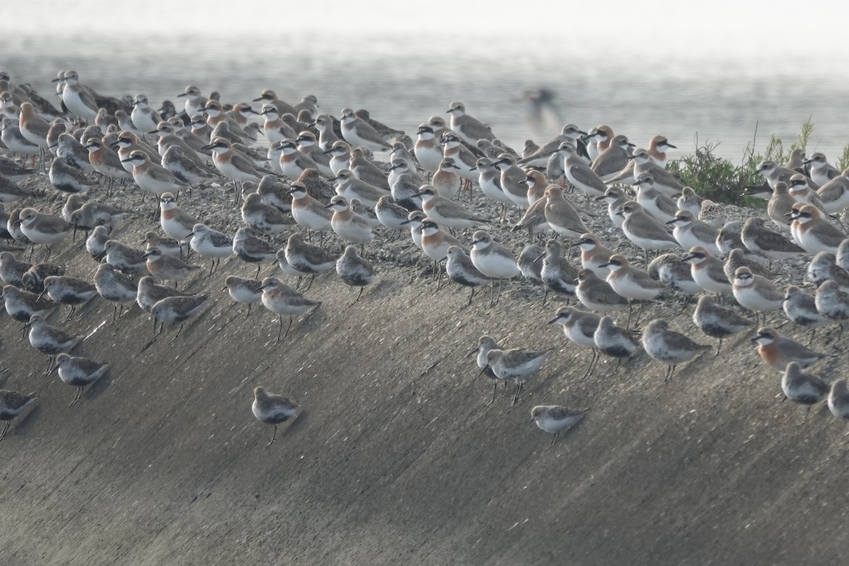 Greater Sand-Plover - ML620328869