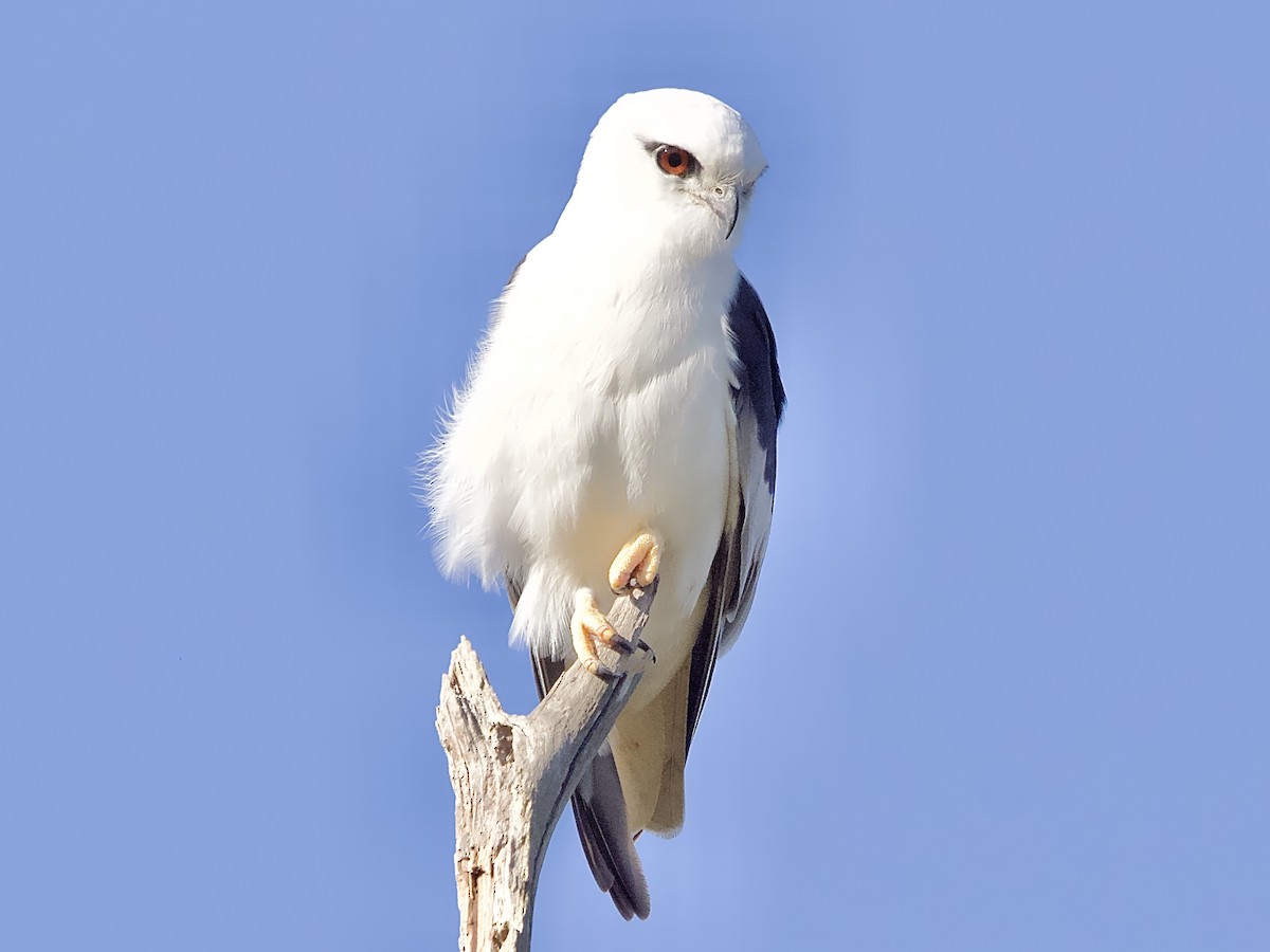 Black-shouldered Kite - ML620328886