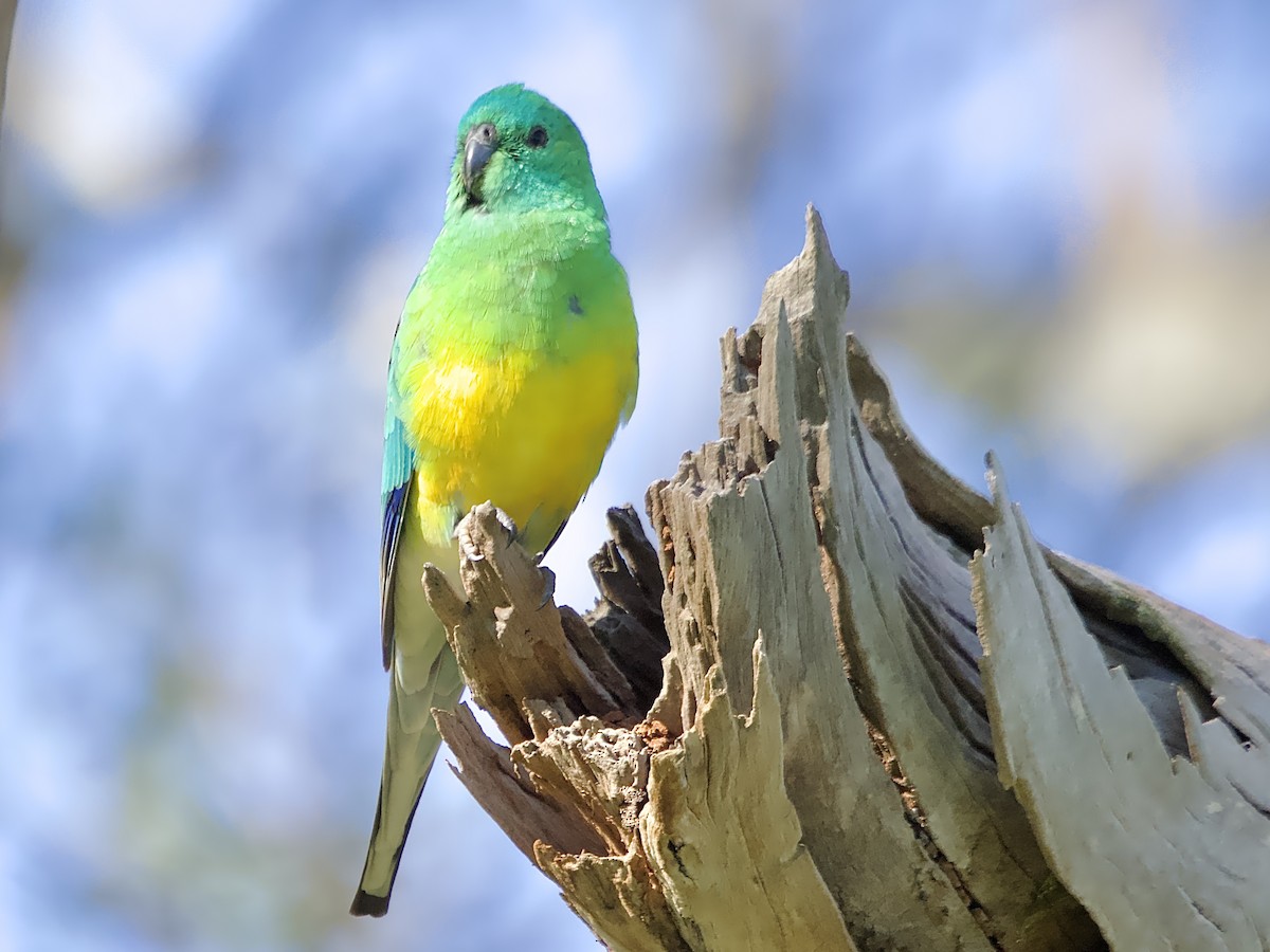 Red-rumped Parrot - ML620328888