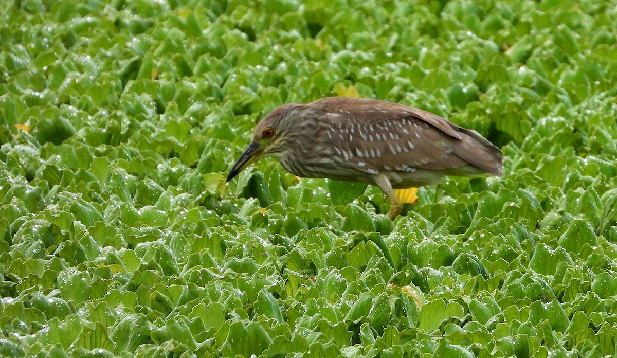 Black-crowned Night Heron - ML620328904