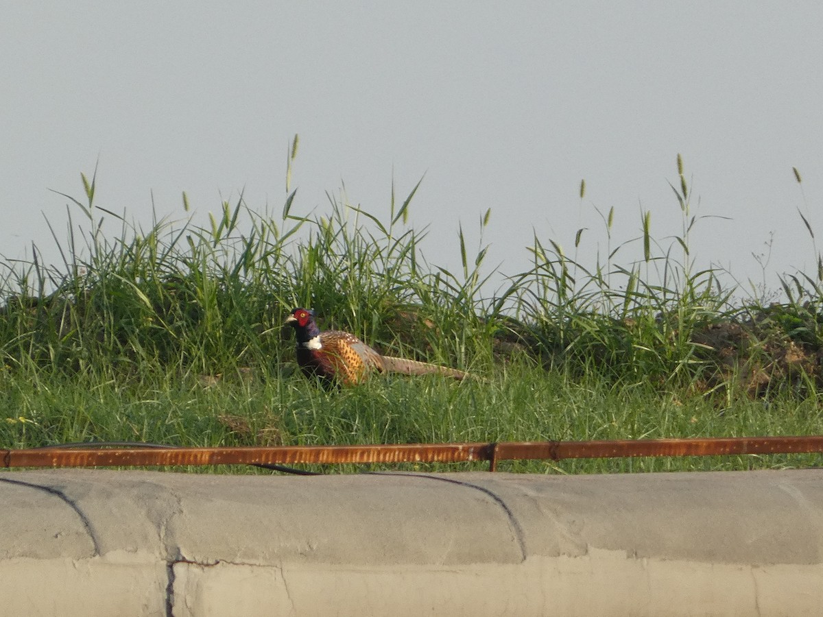 Ring-necked Pheasant - ML620328905