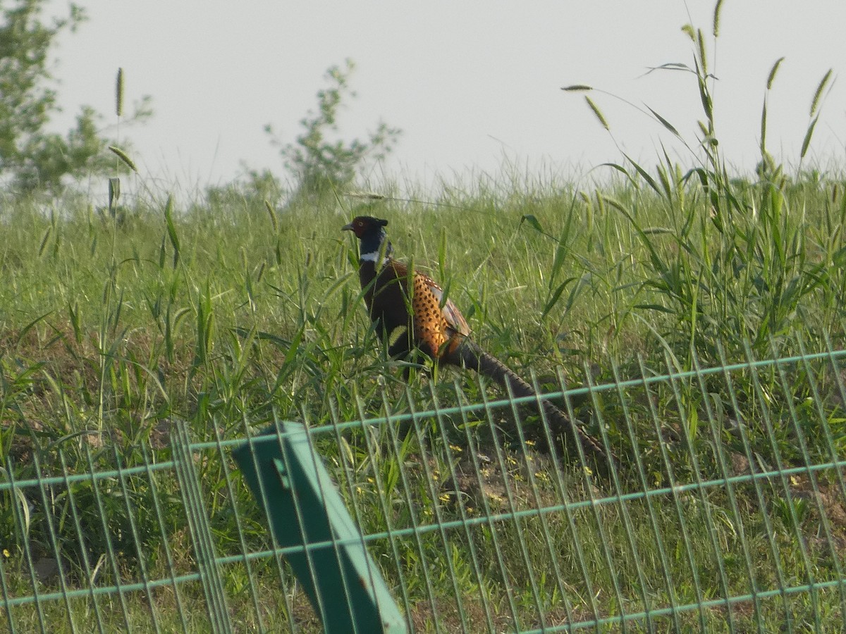 Ring-necked Pheasant - ML620328906