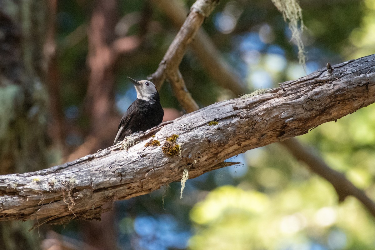 White-headed Woodpecker - ML620328918