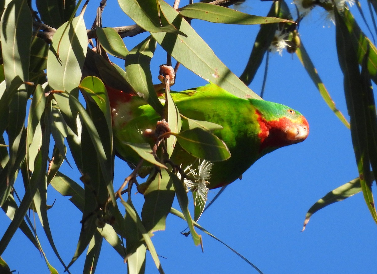 Swift Parrot - ML620328921