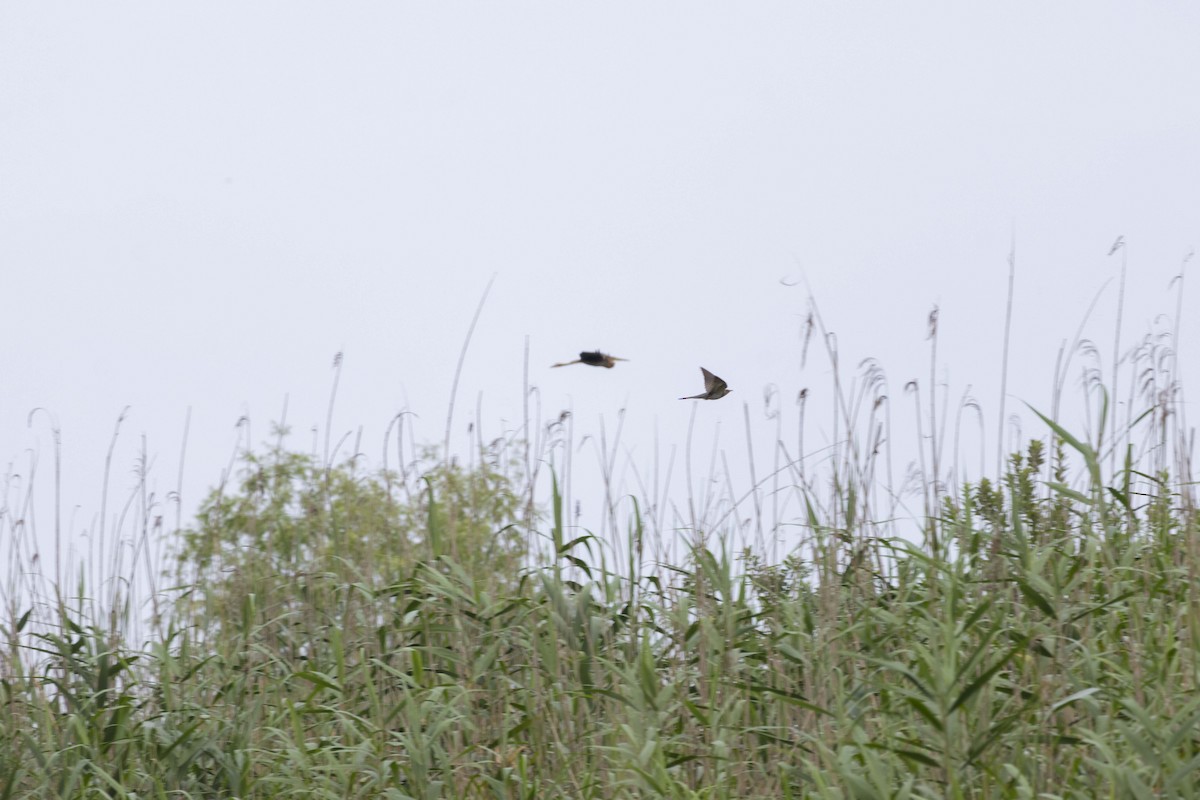 Common Cuckoo - ML620328938