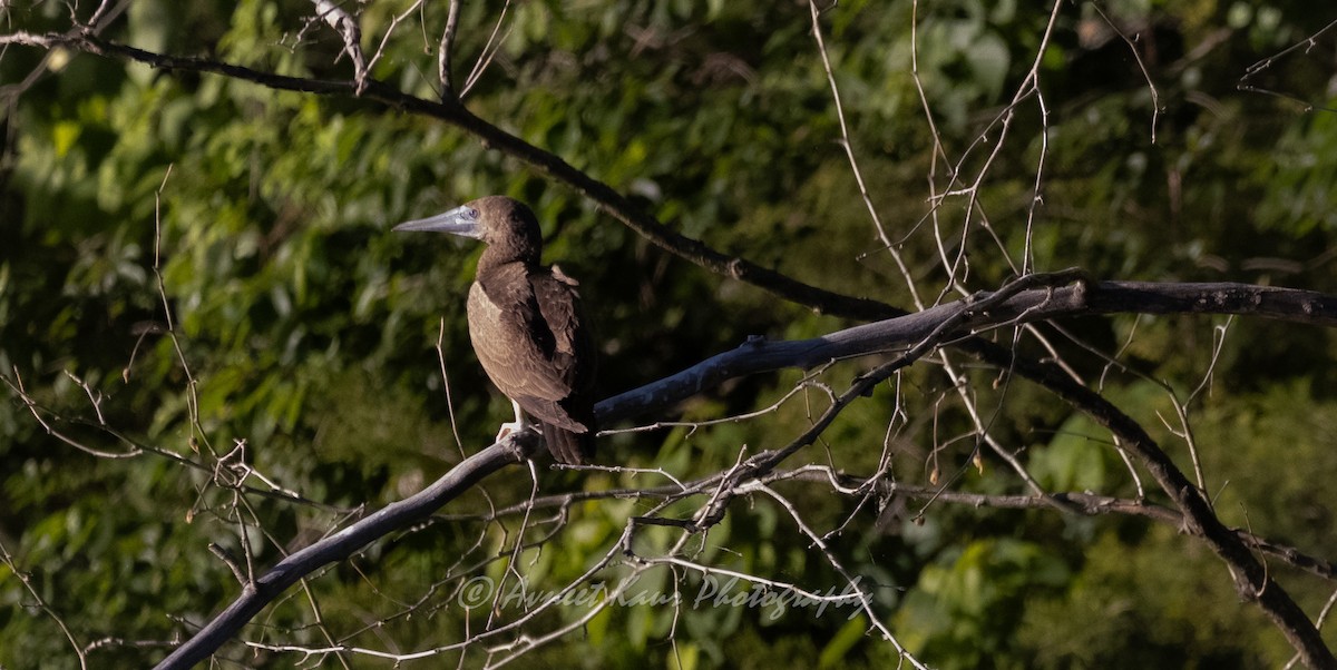 Brown Booby - ML620328945