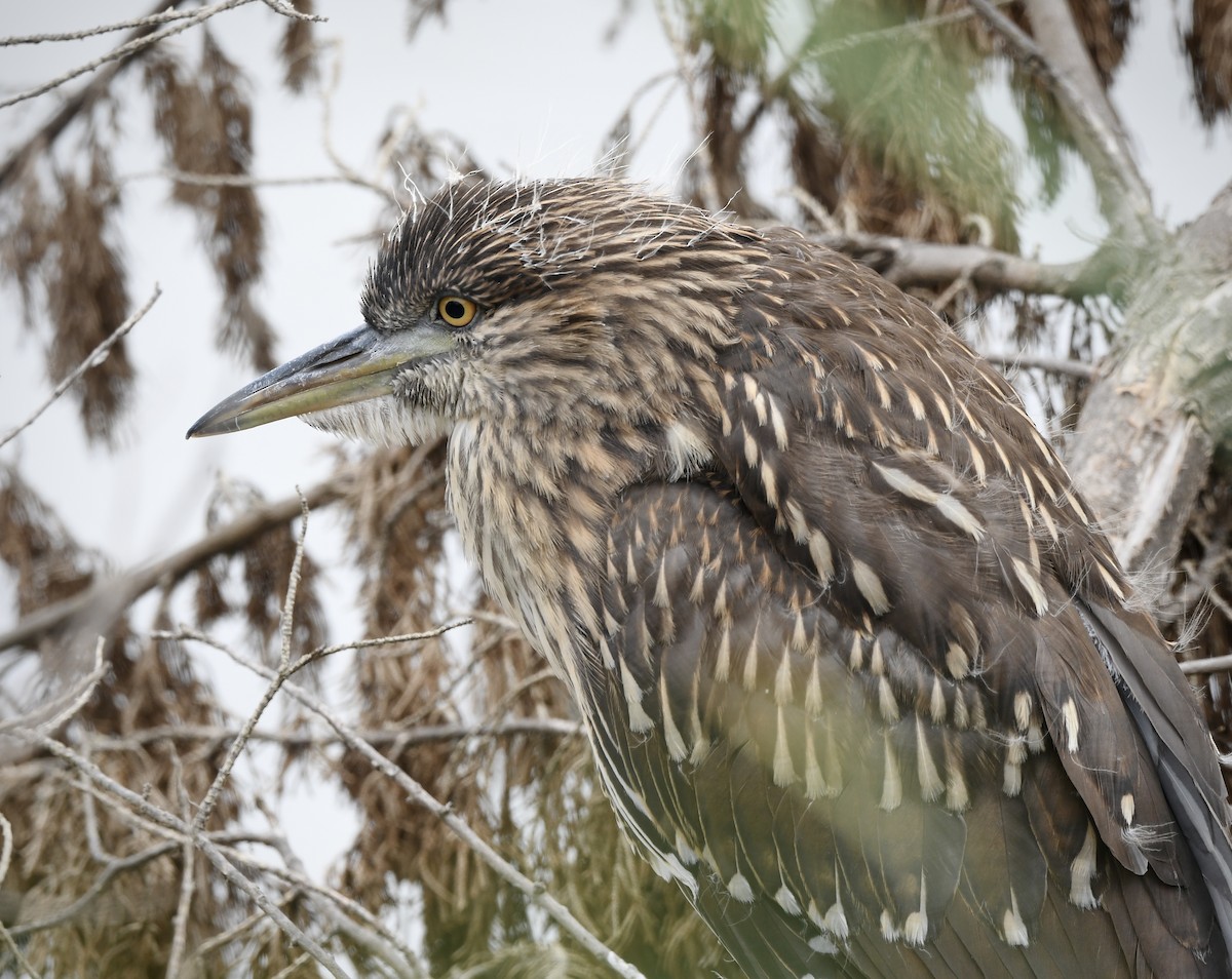 Black-crowned Night Heron - ML620328949