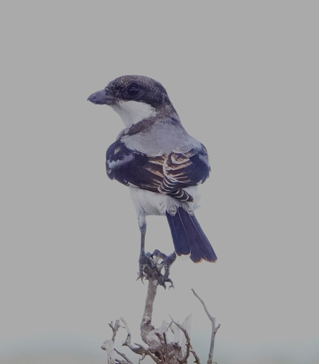 Long-tailed Fiscal - ML620328954
