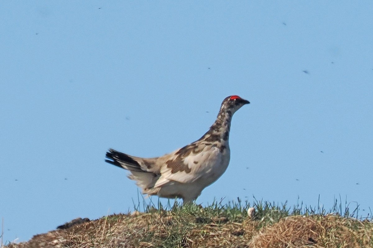 Rock Ptarmigan - ML620328960