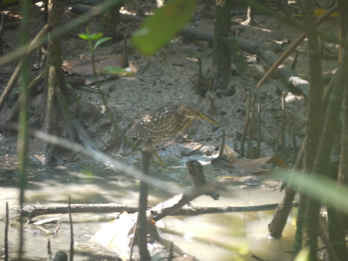 Schrenck's Bittern - ML620328979