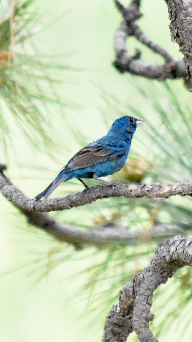 Indigo Bunting - ML620328981