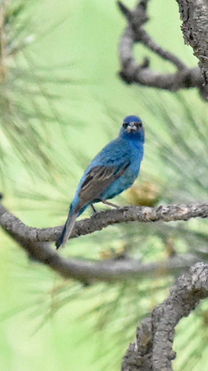 Indigo Bunting - ML620328982