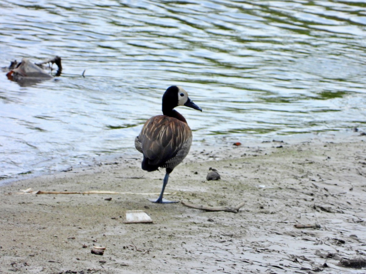 White-faced Whistling-Duck - ML620328983