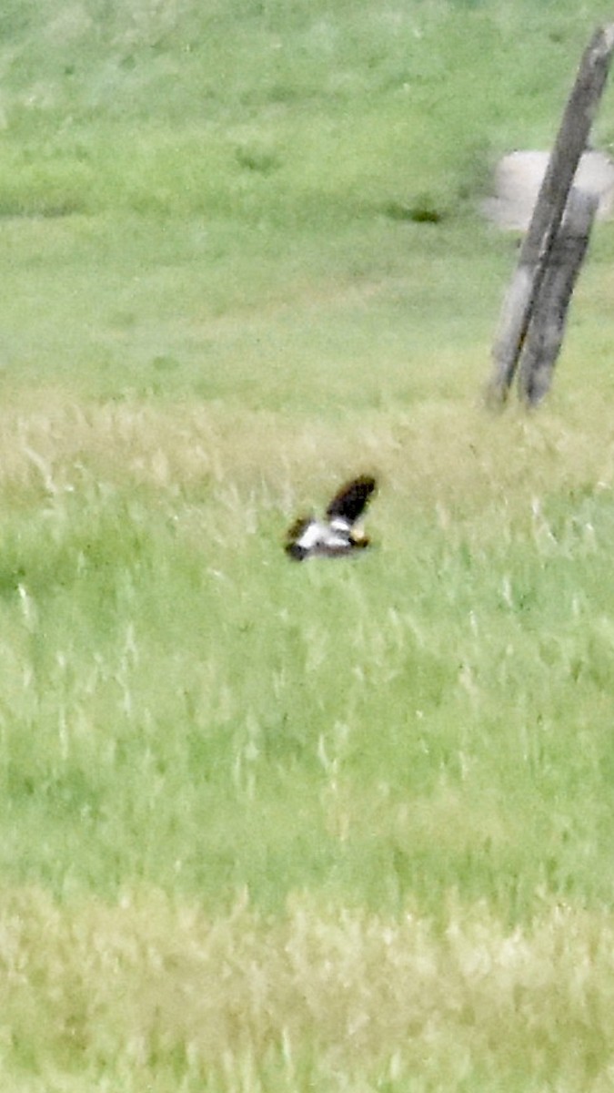 bobolink americký - ML620328990