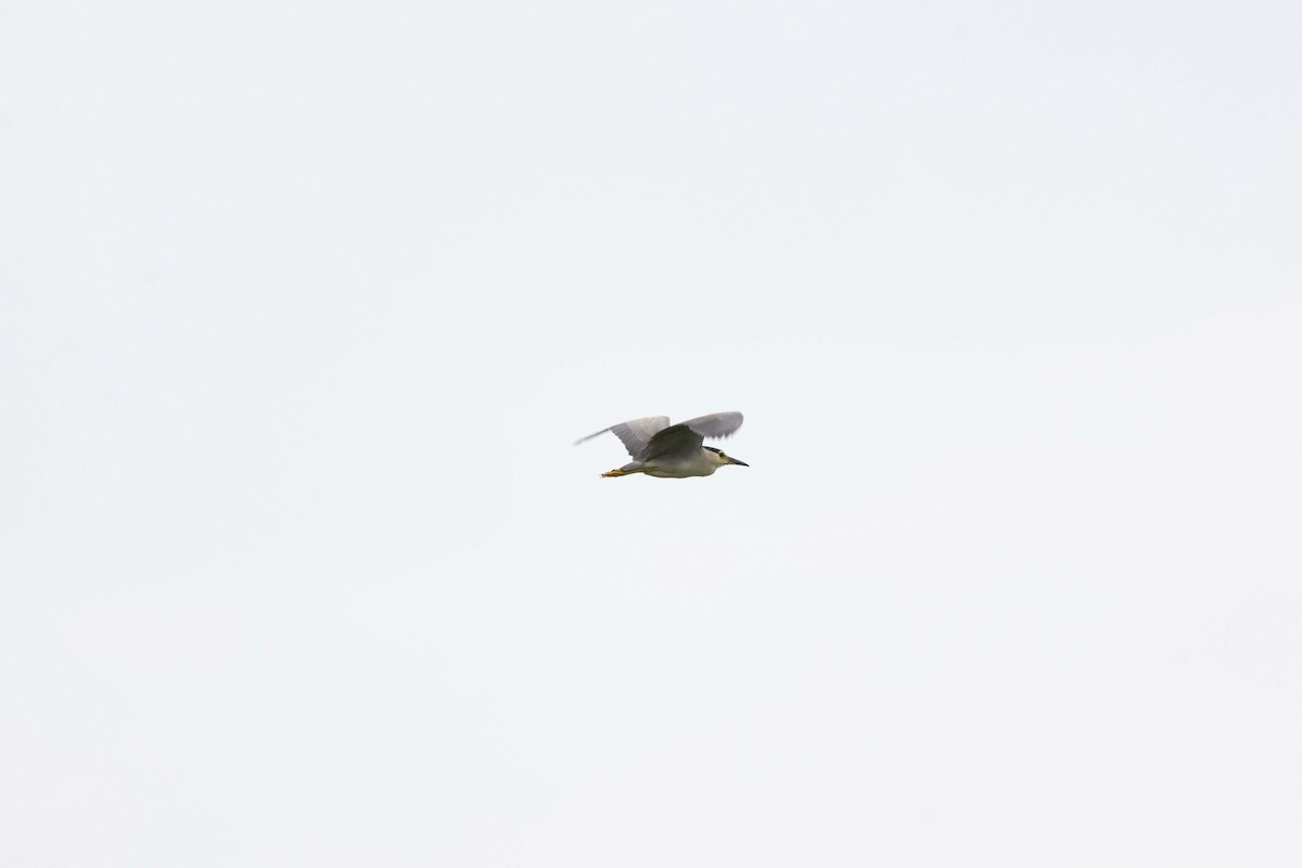 Black-crowned Night Heron - ML620328991