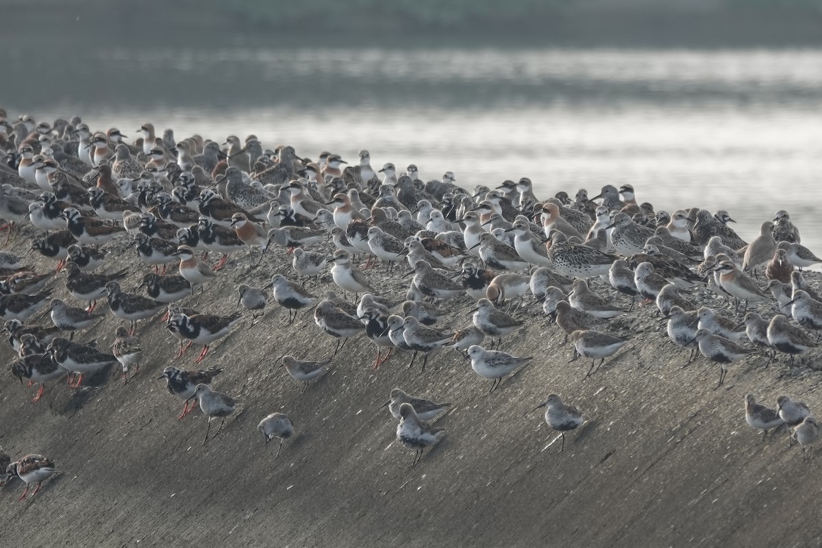 Great Knot - ML620328995