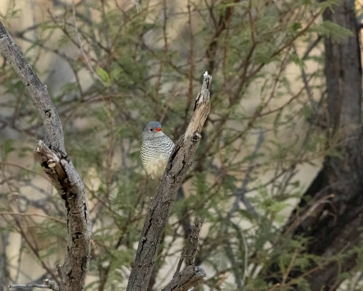 Red-billed Quelea - ML620328998