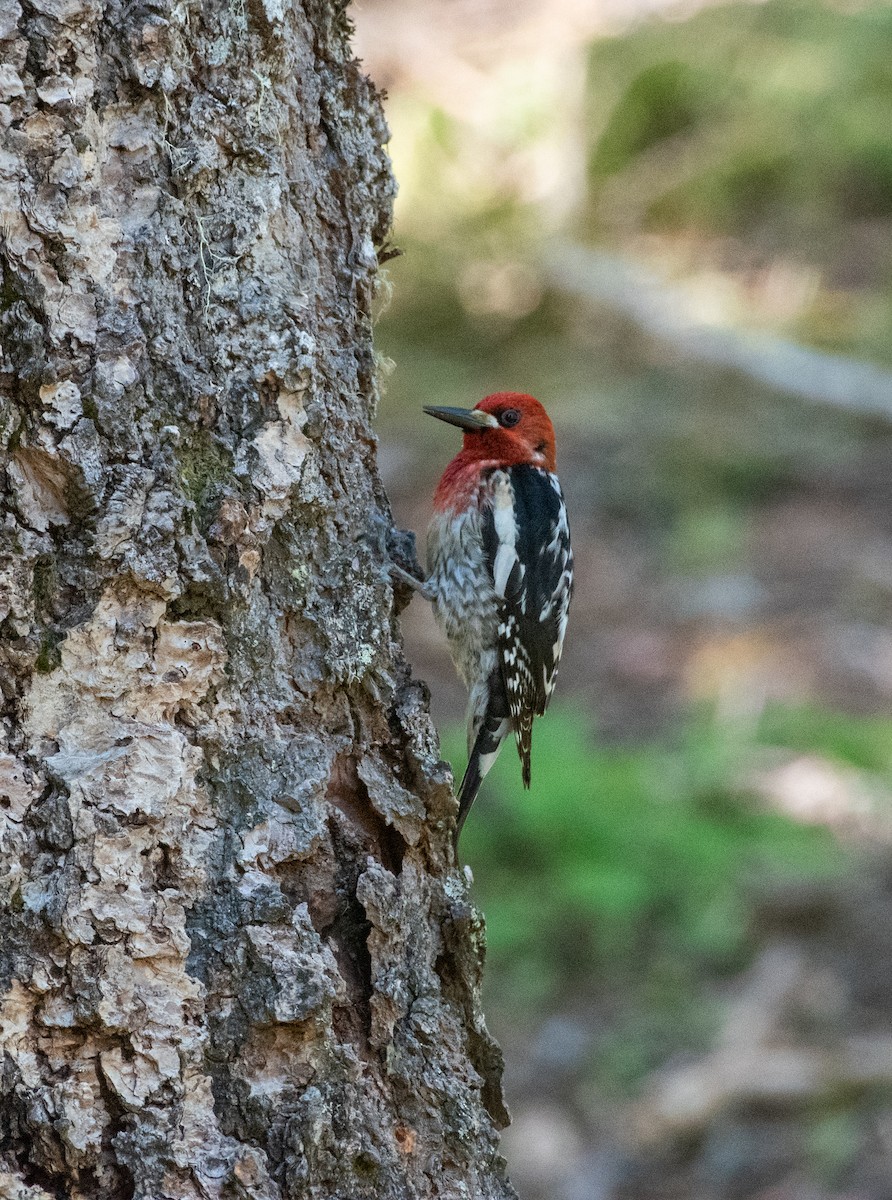Red-breasted Sapsucker - ML620329001