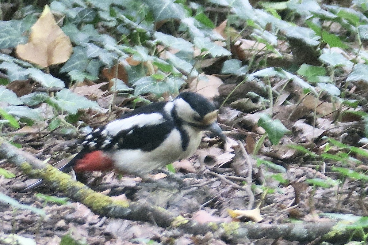 Great Spotted Woodpecker - ML620329002