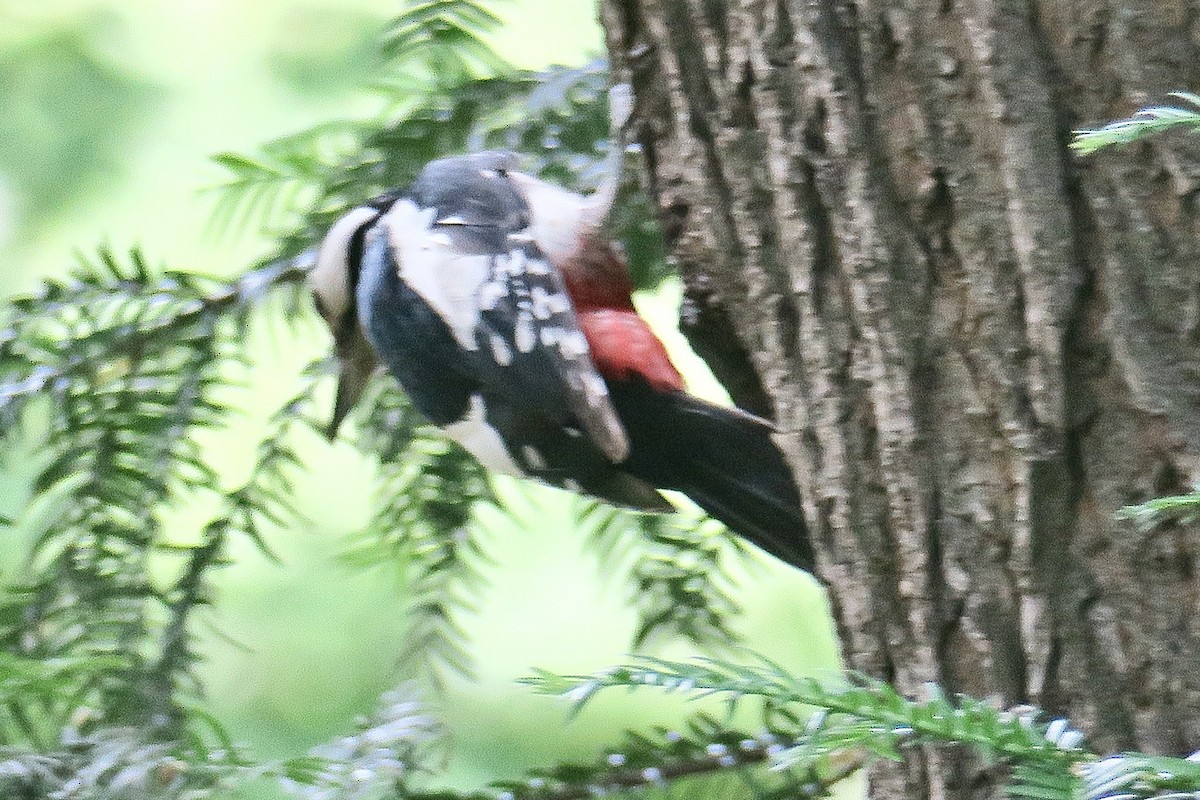 Great Spotted Woodpecker - ML620329003