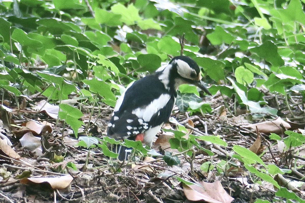 Great Spotted Woodpecker - ML620329004