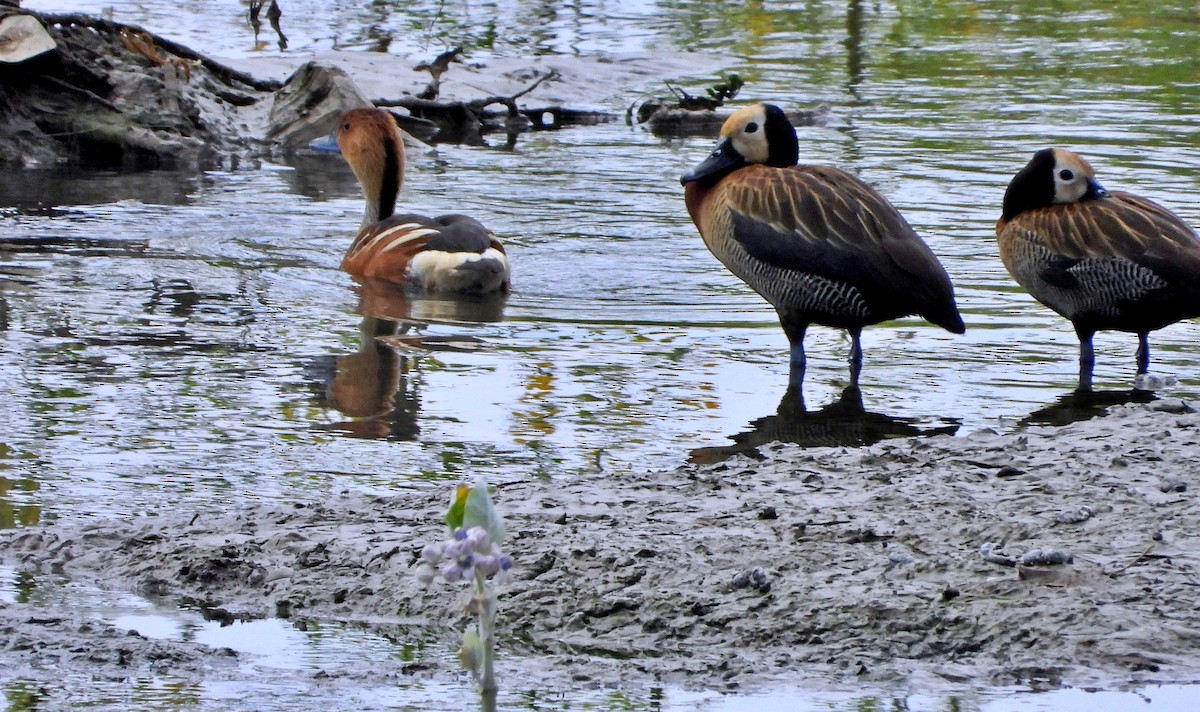 Fulvous Whistling-Duck - ML620329006