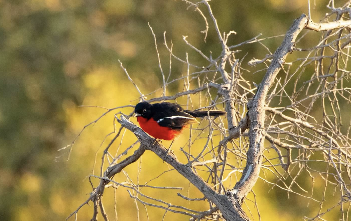 Crimson-breasted Gonolek - ML620329011