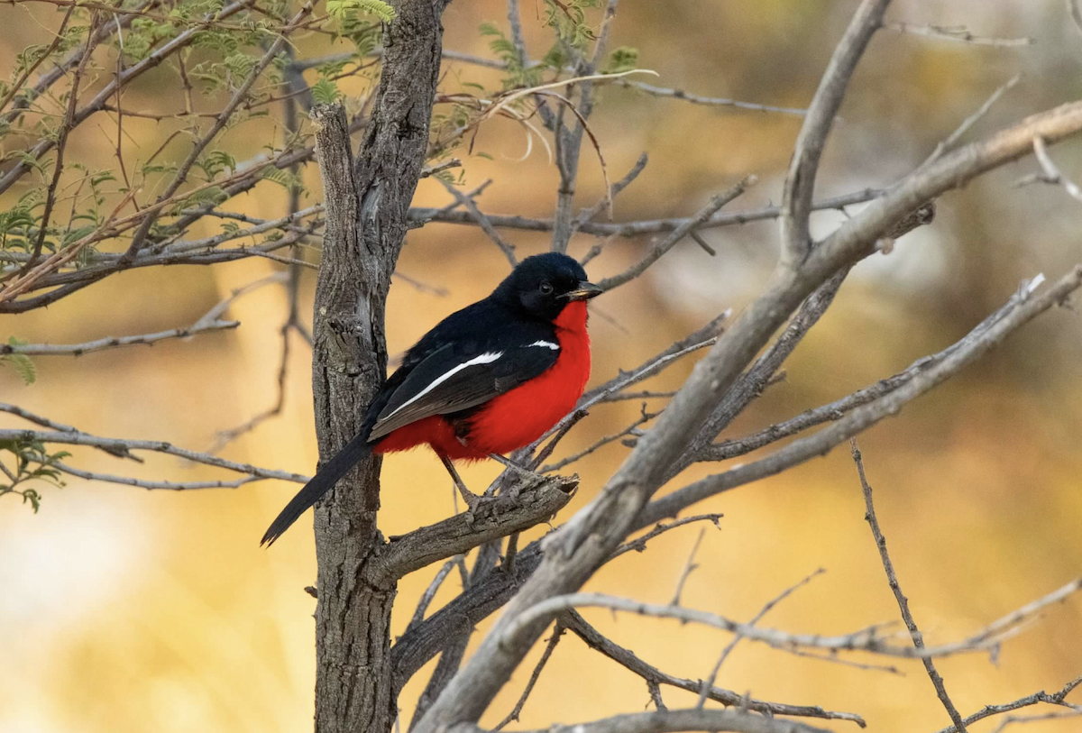 Crimson-breasted Gonolek - ML620329012