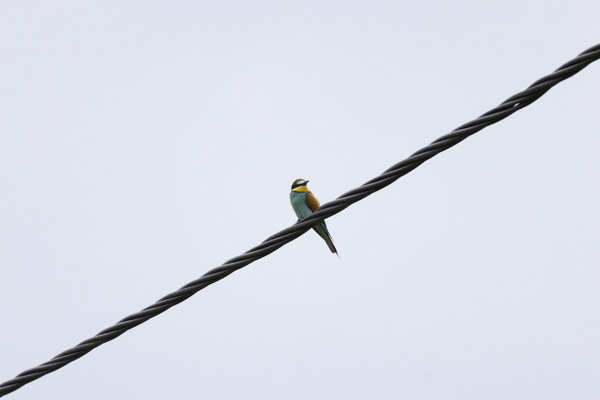 European Bee-eater - ML620329013