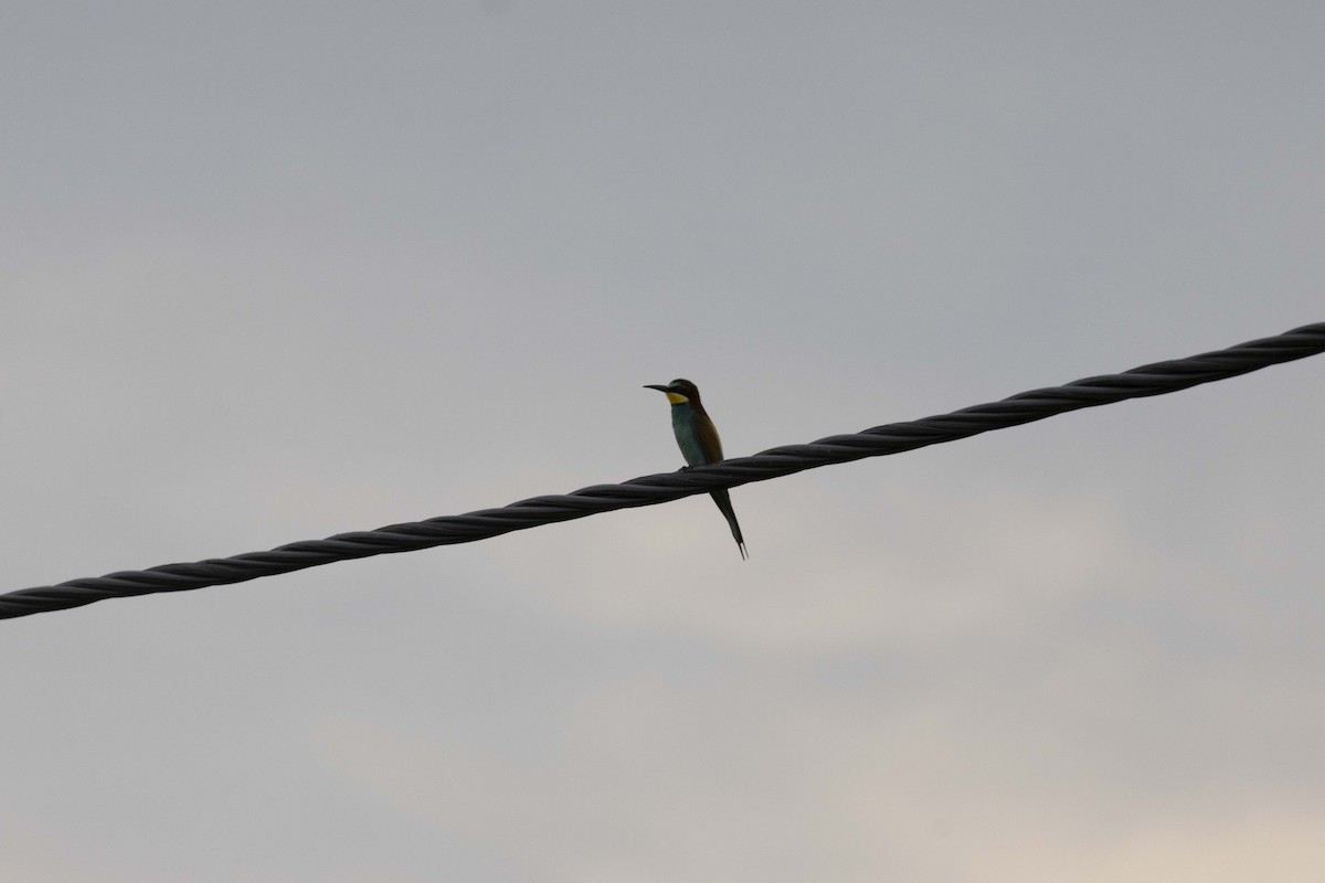 European Bee-eater - ML620329014