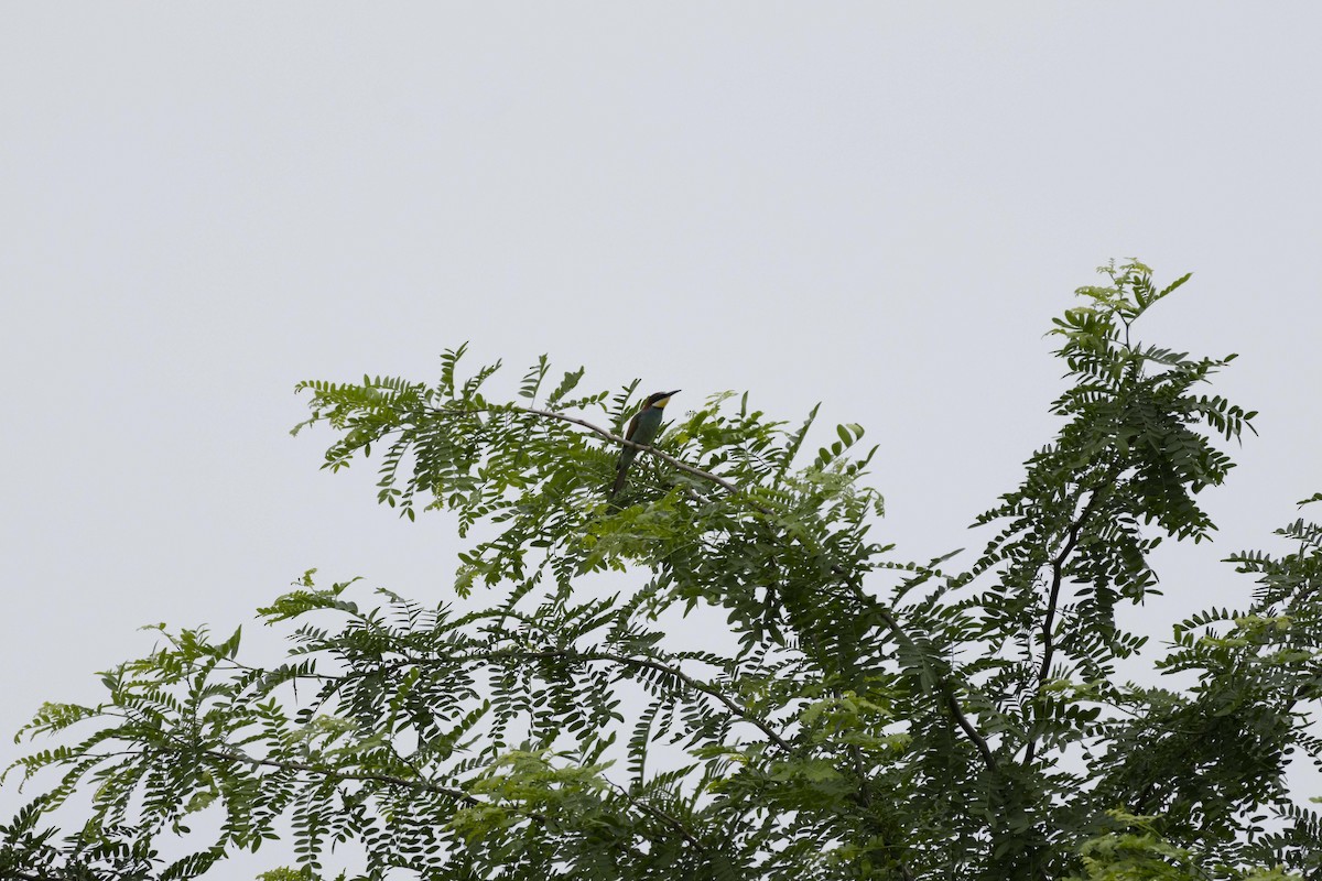 European Bee-eater - ML620329015