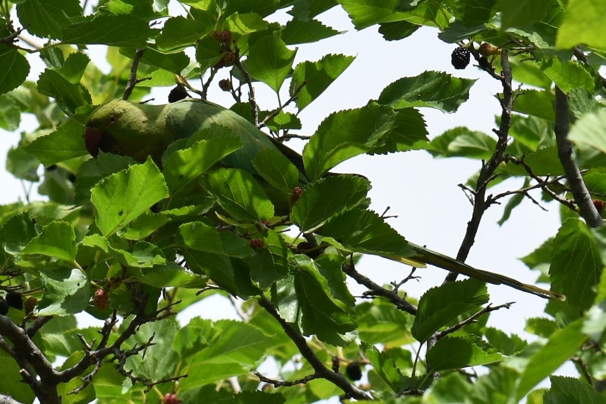 Rose-ringed Parakeet - ML620329021