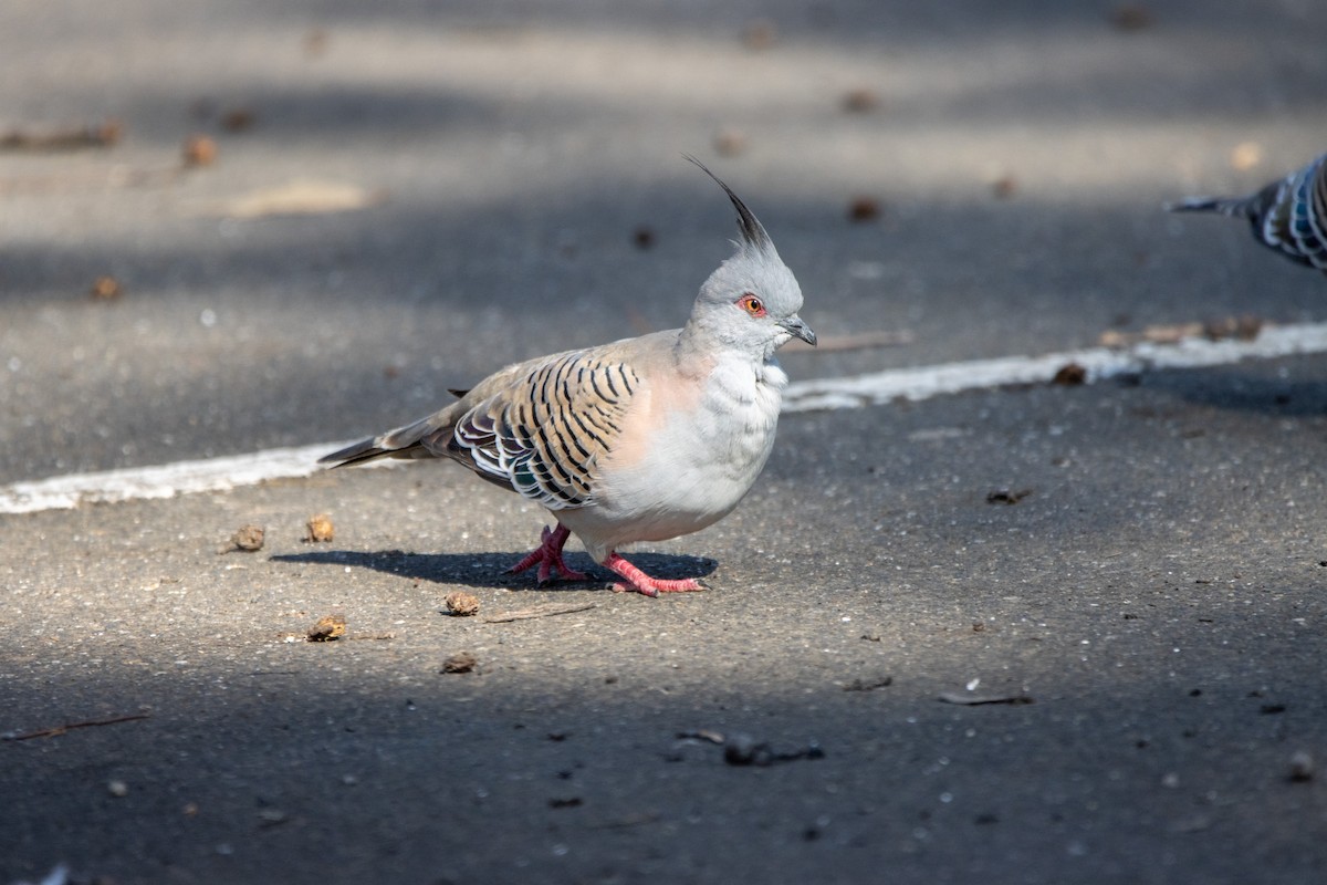 Crested Pigeon - ML620329043