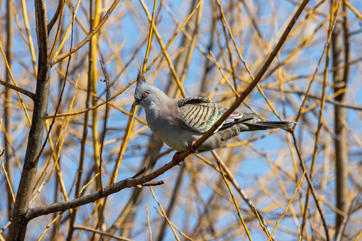 Crested Pigeon - ML620329044