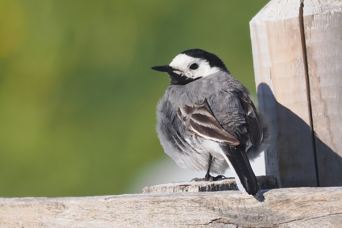 White Wagtail - ML620329051