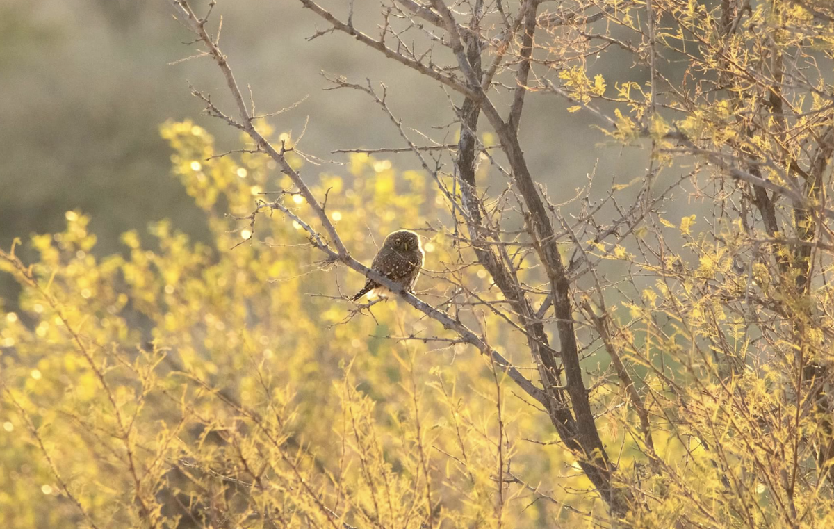 Pearl-spotted Owlet - ML620329055