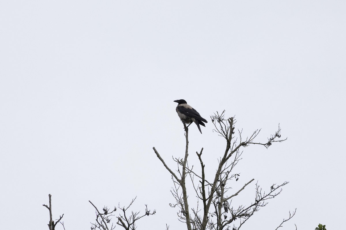 Hooded Crow - ML620329066