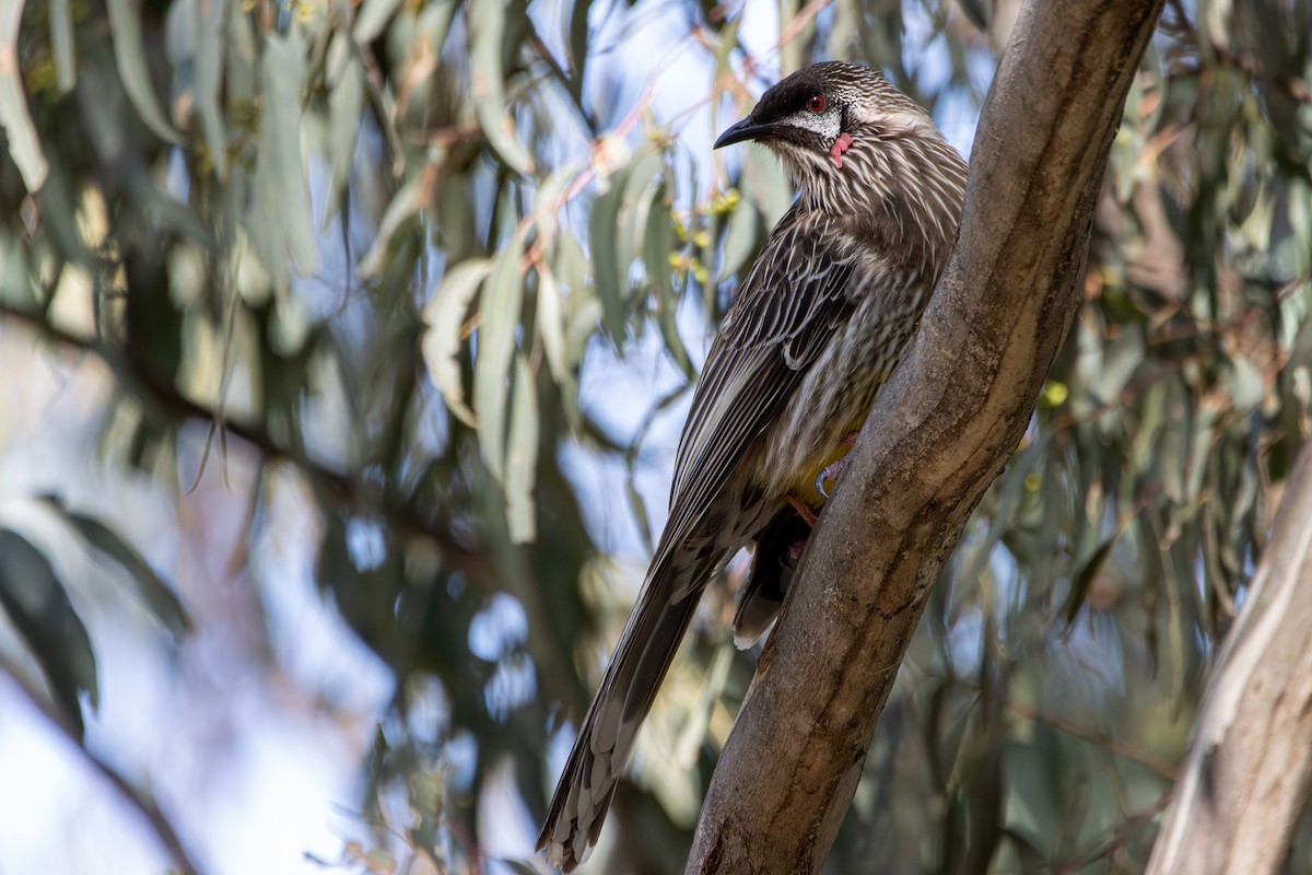 Red Wattlebird - Russell Campbell