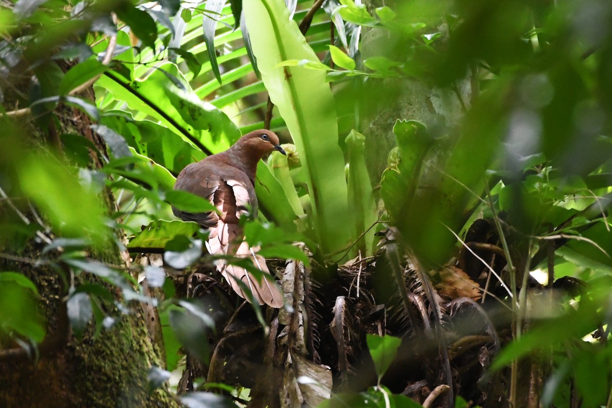 Brown Cuckoo-Dove - ML620329078