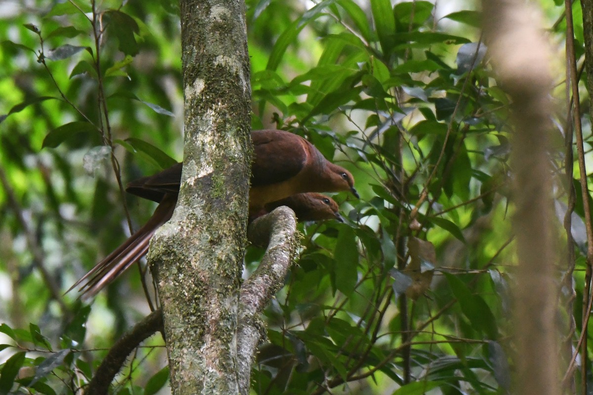 Brown Cuckoo-Dove - ML620329079