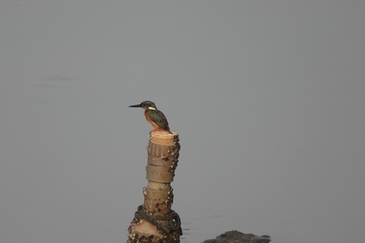Common Kingfisher - Chin yu Li