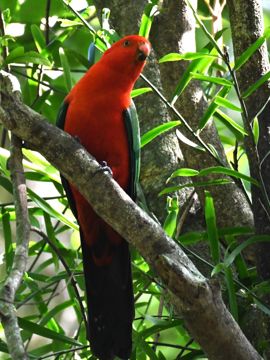 Australian King-Parrot - ML620329081