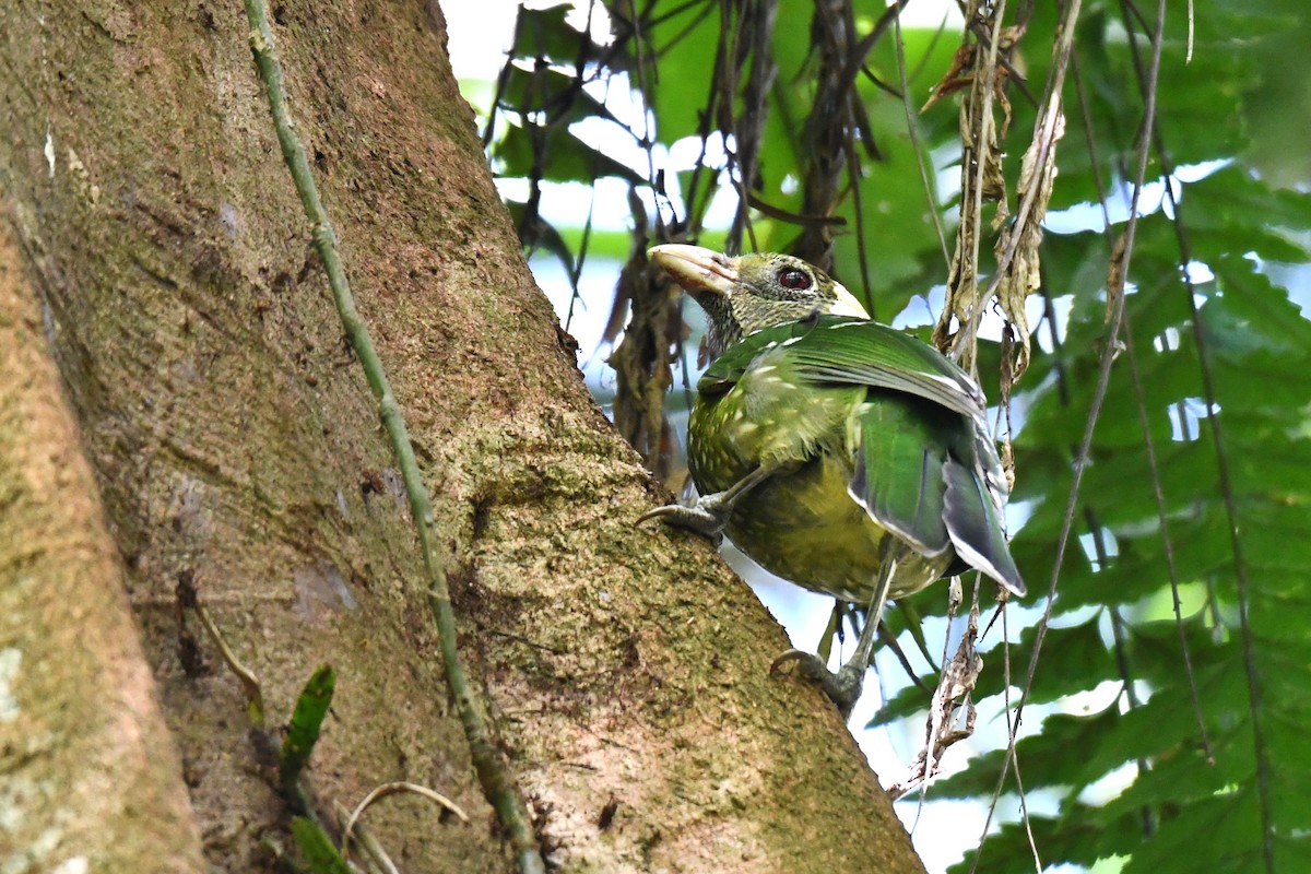 Green Catbird - ML620329086