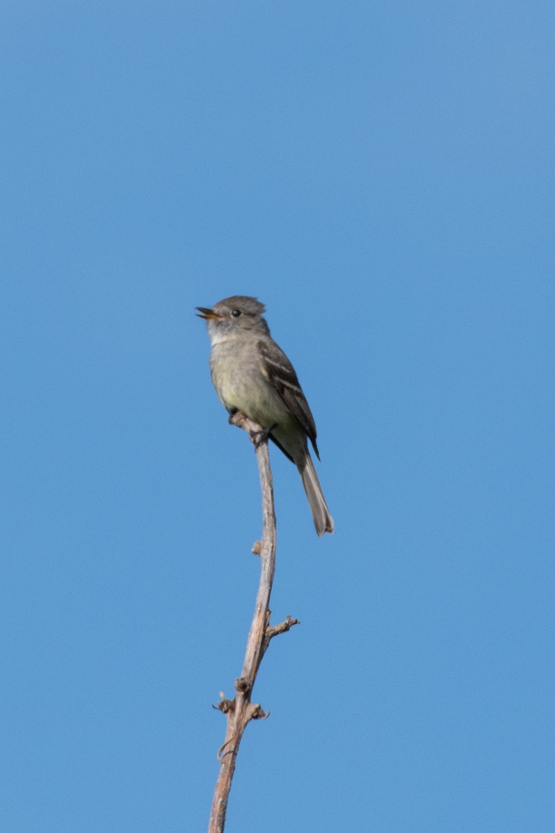 Dusky Flycatcher - ML620329094