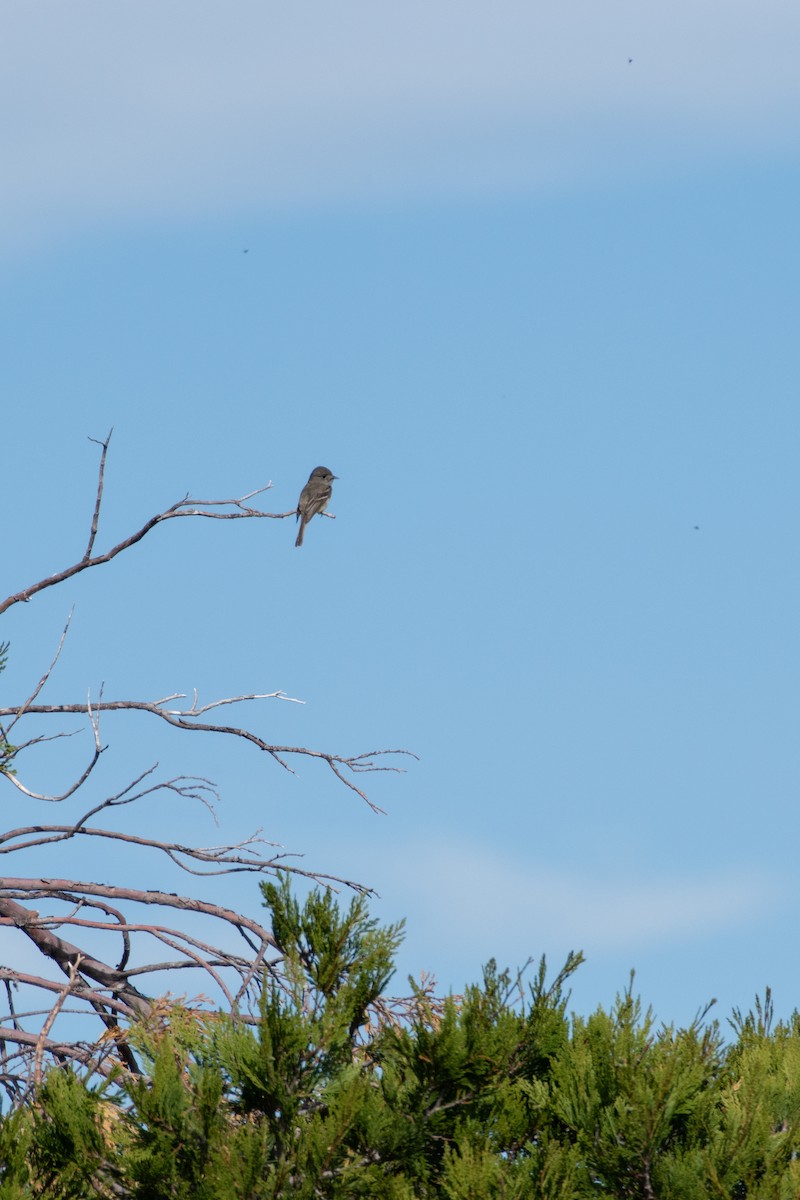 Dusky Flycatcher - ML620329095